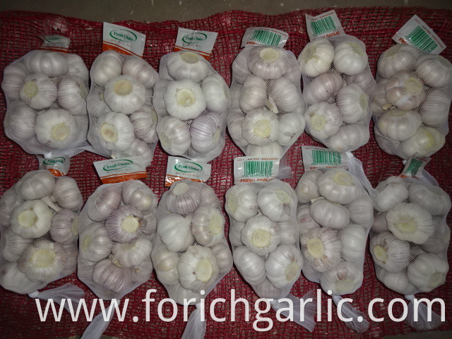 Regular White Garlic